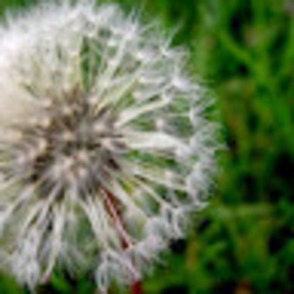 Meet your Posher, Anita - Picture 1 of 1